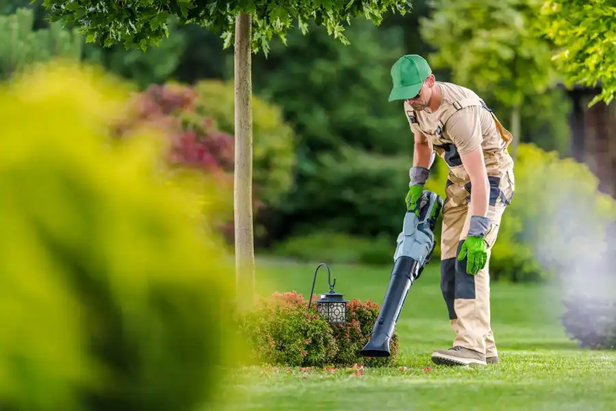 How To Clean A Backyard Wilmington, NC