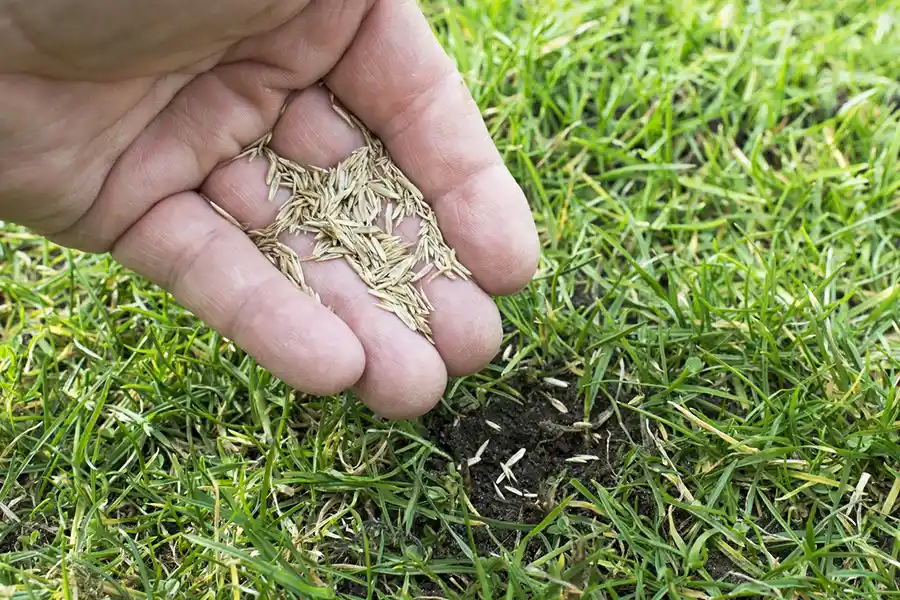 How often should you fertilize your in Wilmington, NC