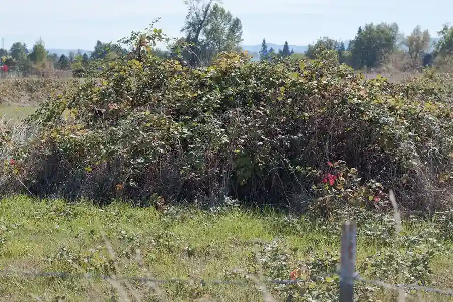 How to clear a yard full of weeds Wilmington, NC