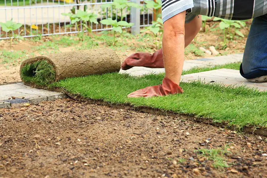 How to lay sod over existing lawn in Wilmington, NC