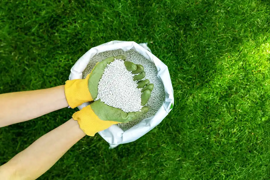 When is the best time to fertilize your lawn Wilmington, NC