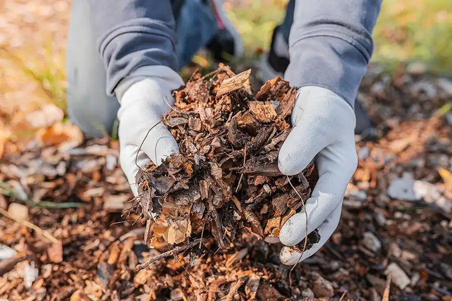 What does mulch do Wilmington, NC